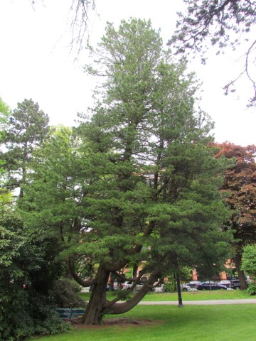 Pinus cembra HalifaxPinusCembra1.JPG