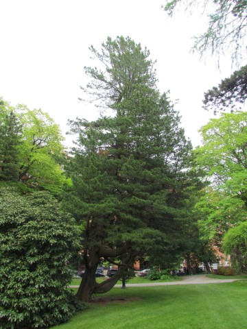 Pinus cembra HalifaxPinusCembra2.JPG