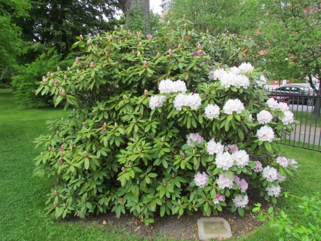 Rhododendron catalga x boulderwood HalifaxRhododendronNovaZembia1.JPG