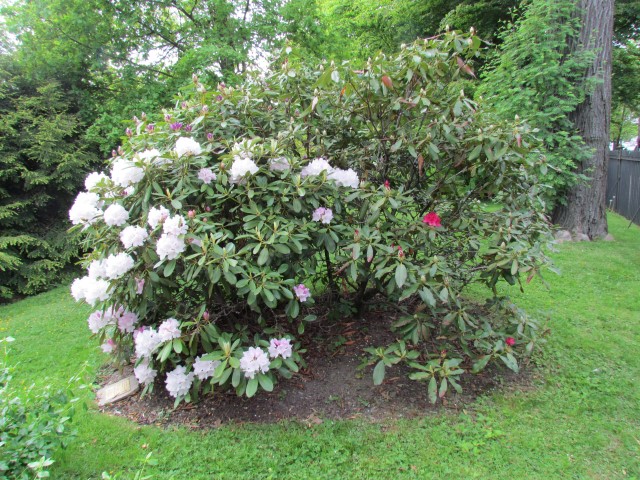 Rhododendron catalga x boulderwood HalifaxRhododendronNovaZembia2.JPG