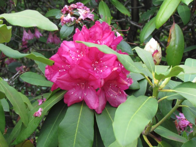 Rhododendron spp HalifaxRhododendronParkersPinkFlower.JPG