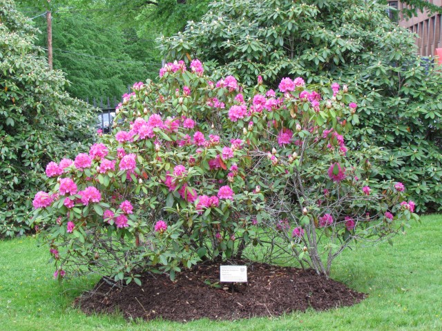 Rhododendron spp HalifaxRhododendronSpringDawn.JPG