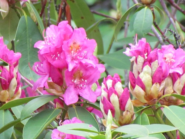 Rhododendron spp HalifaxRhododendronSpringDawnFlower1.JPG