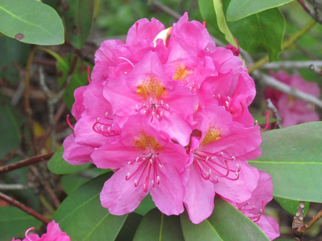 Rhododendron spp HalifaxRhododendronSpringDawnFlower2.JPG