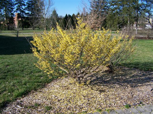 Picture of Hamamelis x intermedia 'Arnold Promise' Arnold Promise Witchhazel
