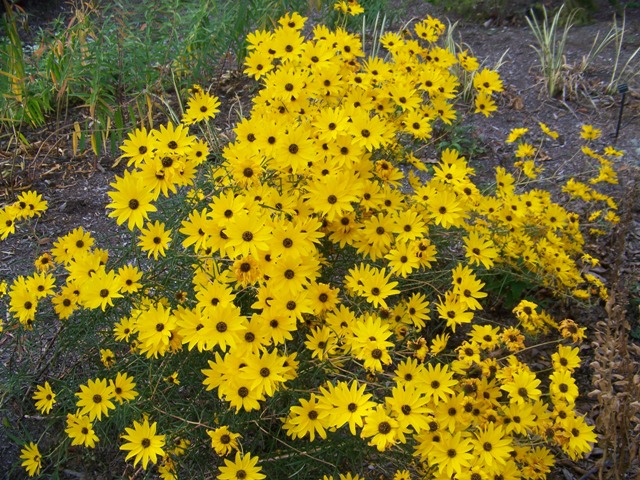 Picture of Helianthus angustifolius 'Gold Lace' Gold Lace Swamp Flower