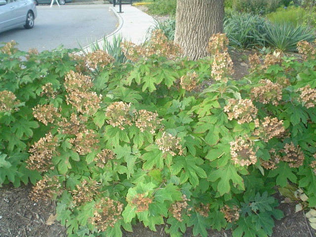 Picture of Hydrangea quercifolia 'Pee Wee' Oakleaf Hydrangea