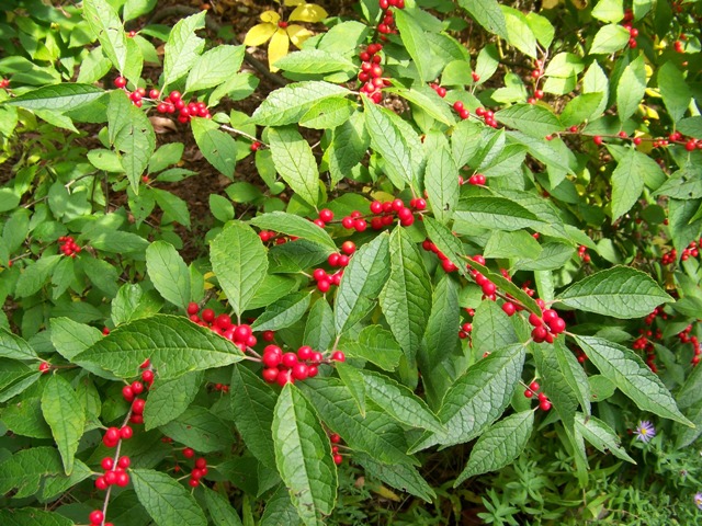 Picture of Ilex verticillata 'Winter Red'ï¿½ï¿½ Winter Red Winterberry Holly
