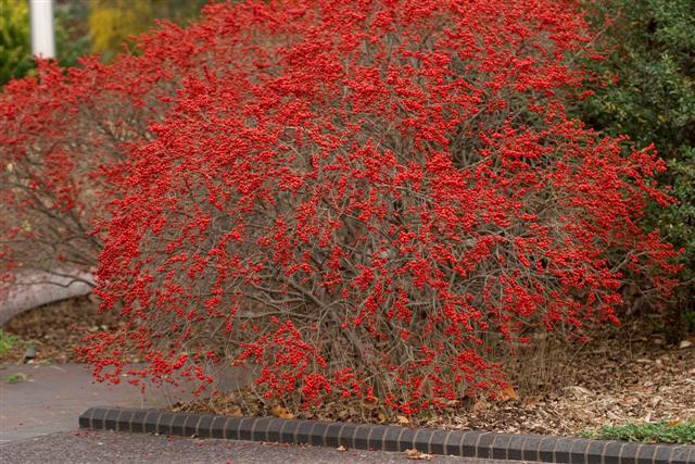 Picture of Ilex verticillata 'Red Sprite' Red Sprite Winterberry Holly