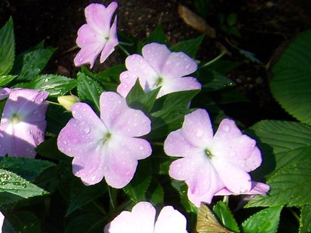 Picture of Impatiens hawkerii 'Celebration Icy Blue New Guinea' Celebration Icy Blue New Guinea Impatiens