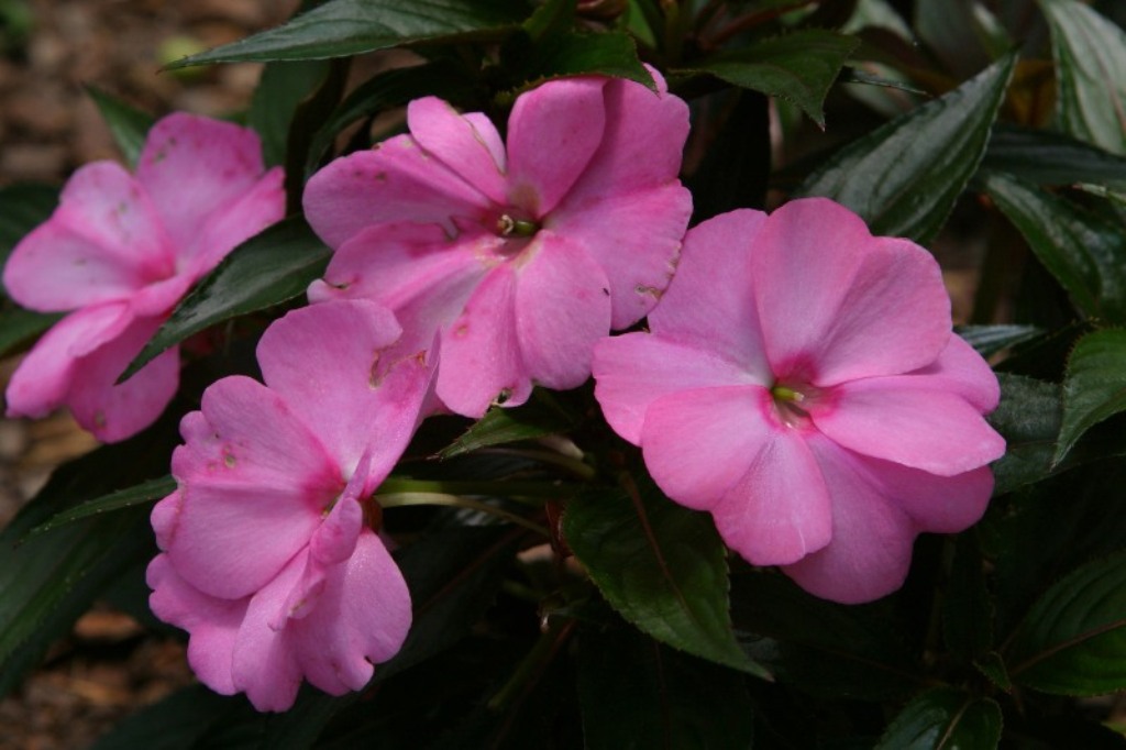 Picture of Impatiens x hawkeri 'Infinity Pink Kiss' Infinity Pink Kiss Impatiens