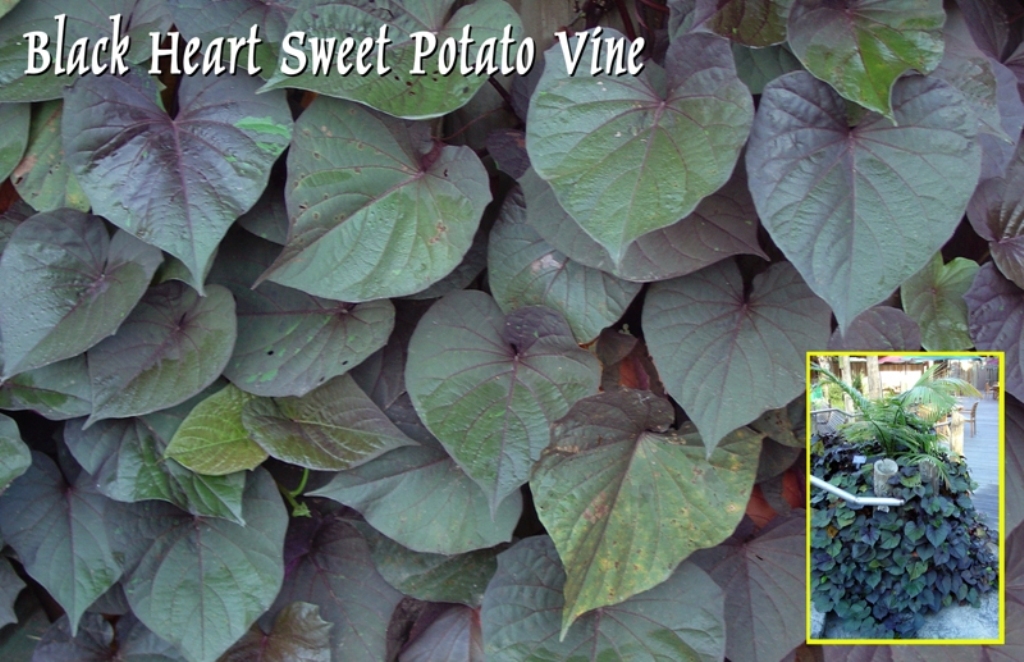 Picture of Ipomoea batatas 'Black Heart' Black Heart Sweet Potato Vine