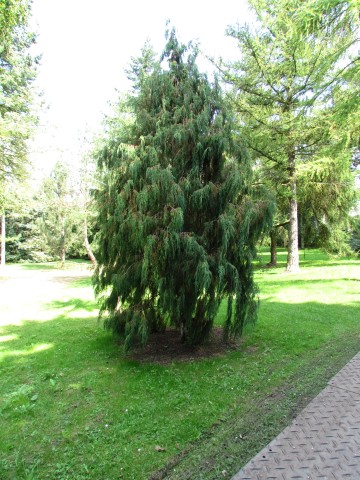 Juniperus coxii JuniperusCoxiiFullCUBG2.JPG