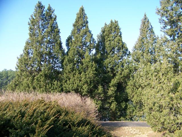 Juniperus chinensis JuniperuschinensisKeteleeri.JPG