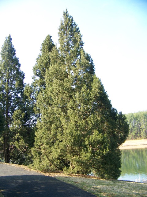 Juniperus chinensis Juniperuschinensis_Keteleeri.JPG