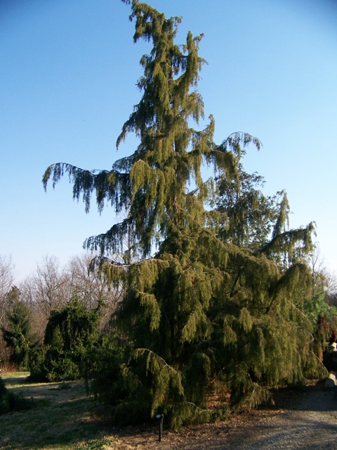 Juniperus rigida JuniperusrigidaRowe.JPG