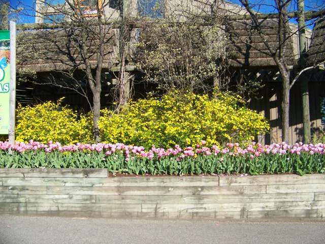 Picture of Kerria japonica  Japanese Kerria