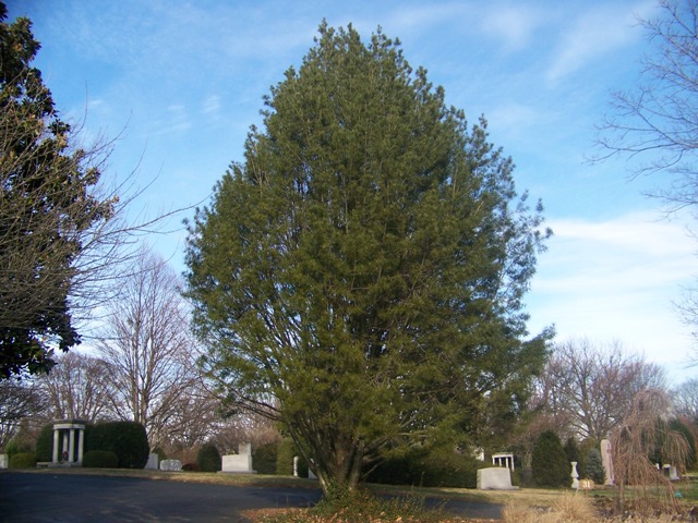 Pinus bungeana LacebarkPine.JPG
