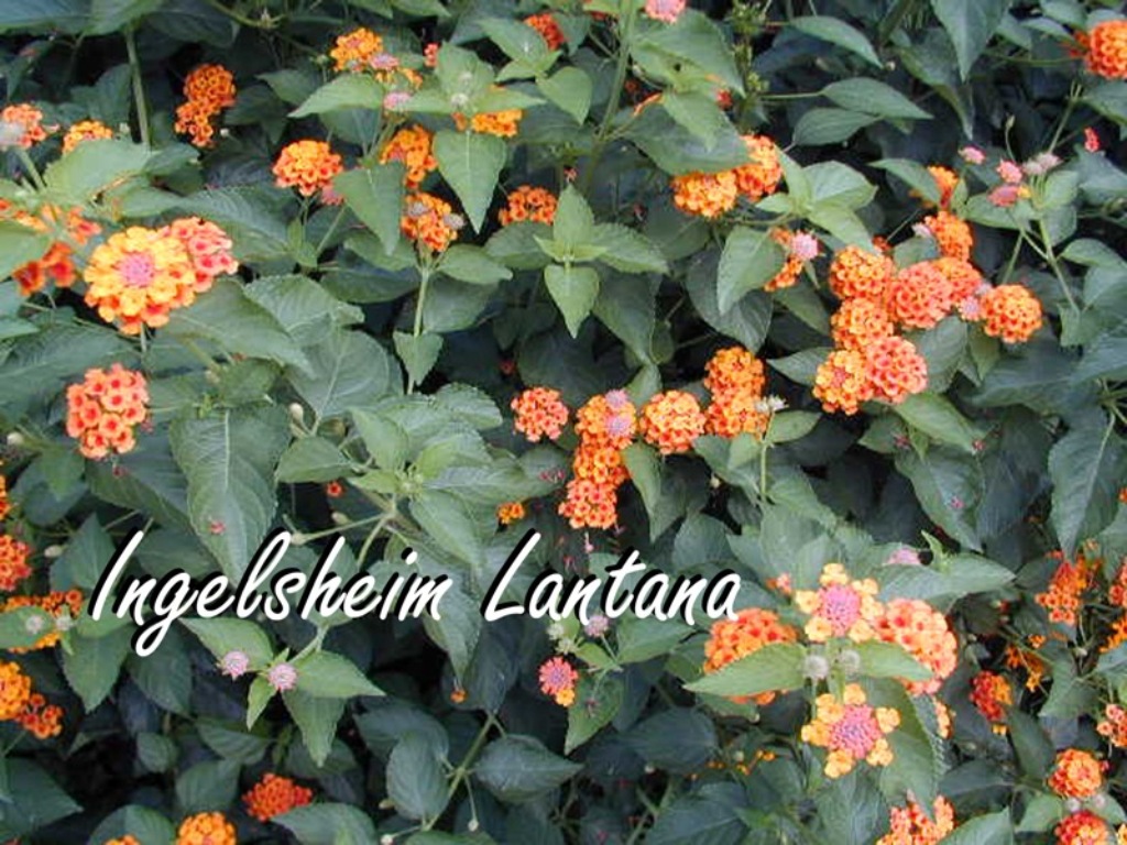 Picture of Lantana camara 'Ingelsheim' Ingelsheim Lantana