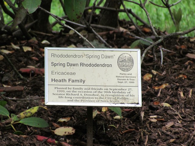 Rhododendron spp LegacyHalifaxRhododendronSpringDawn.JPG