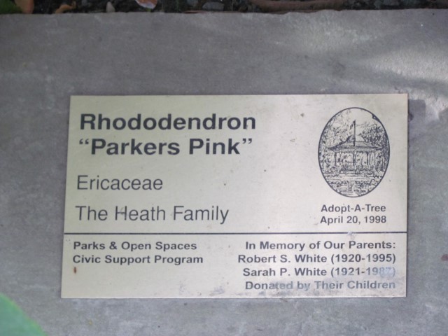 Rhododendron spp LegacyRhododendronHalifaxParkersPink.JPG