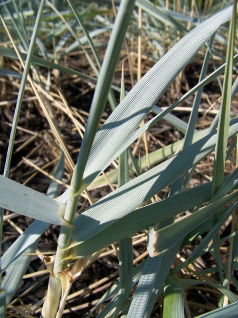 Picture of Elymus arenarius 'Blue Dune' Blue Lyme Grass