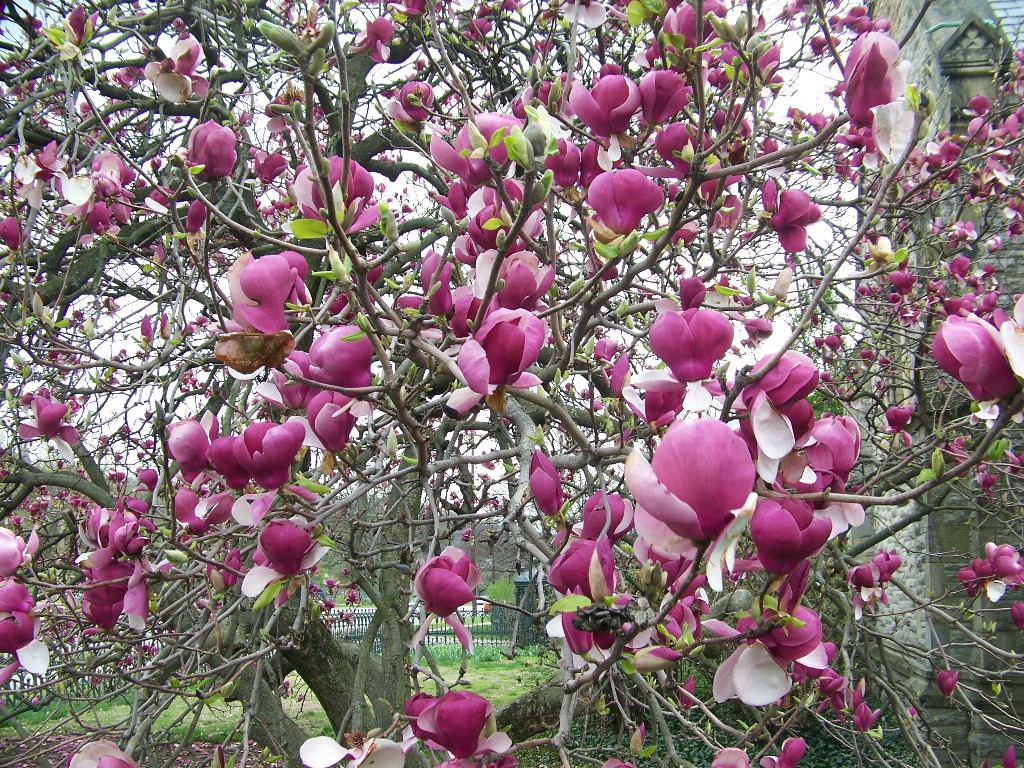 Picture of Magnolia x soulangeana 'Lennei' Lennei Magnolia