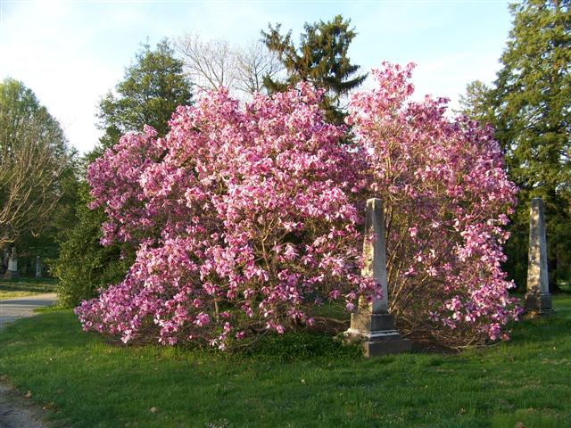 Picture of Magnolia x liliiflora 'Betty' Betty Magnolia