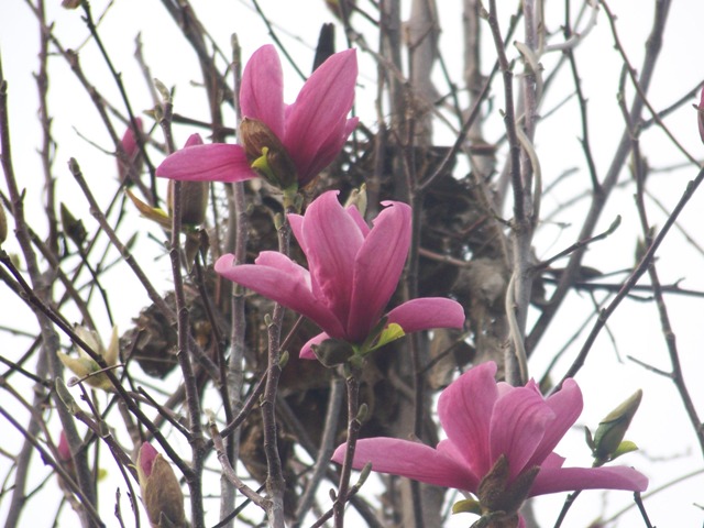 Magnolia x 'Galaxy' Magnolia.Galaxy.flower.JPG