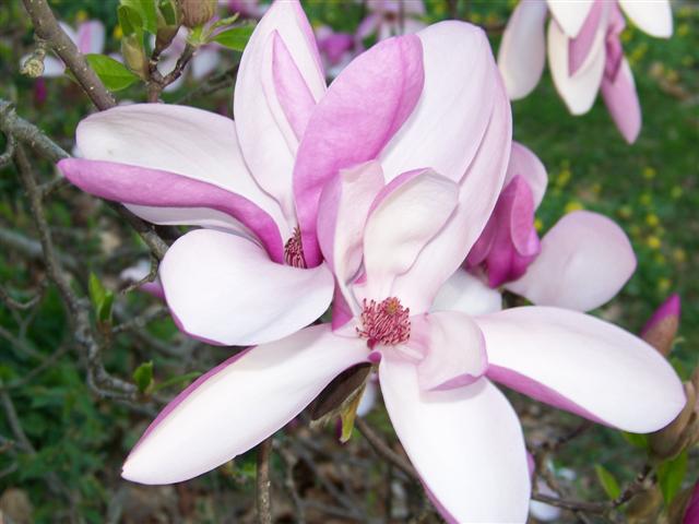 Picture of Magnolia x liliiflora 'Susan' Susan Magnolia