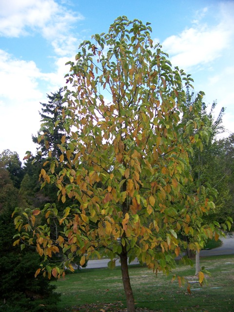 Picture of Magnolia acuminata  Cucumbertree Magnolia