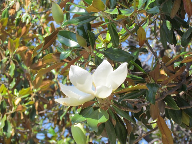 Magnolia grandiflora MagnoliaSantiagoFlower1.JPG