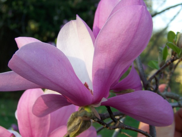 Picture of Magnolia x liliiflora 'Susan' Susan Magnolia