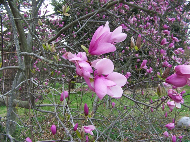 Magnolia x liliiflora MagnoliaSusanFlowers.JPG