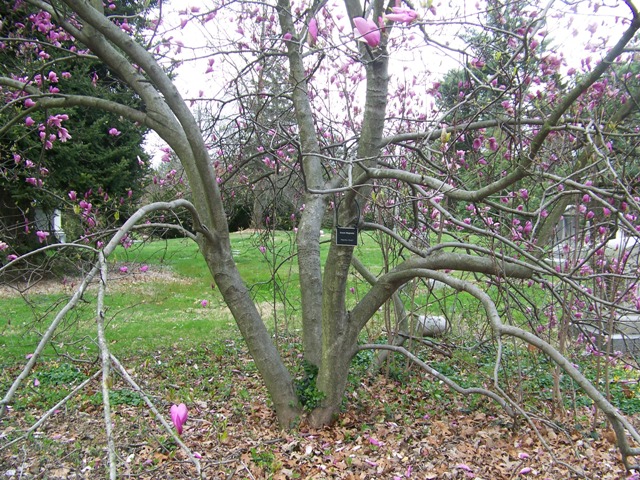 Magnolia x liliiflora MagnoliaSusanForm.JPG