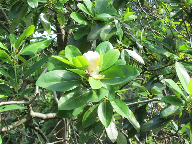 Magnolia virginiana MagnoliaVirginianaLeafKew.JPG