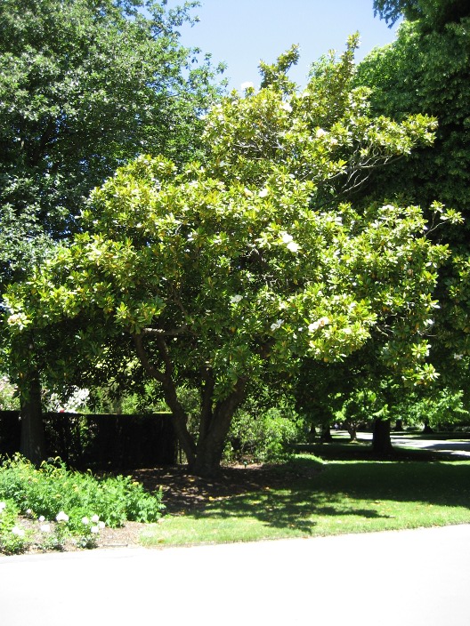 Magnolia grandiflora Magnolia_gradiflora_Christchurch_NZ_scaled.jpg