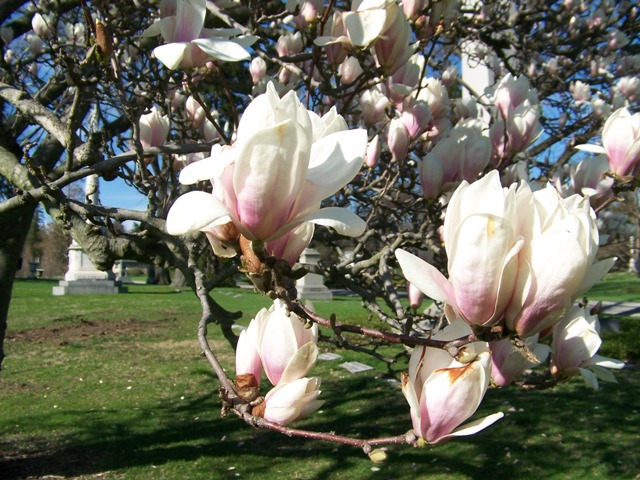 Picture of Magnolia denudata  Yulan Magnolia