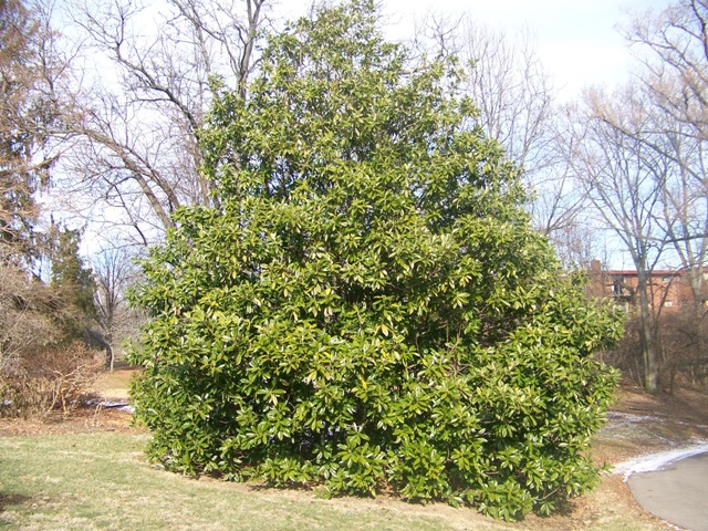 Picture of Magnolia grandiflora  Southern Magnolia