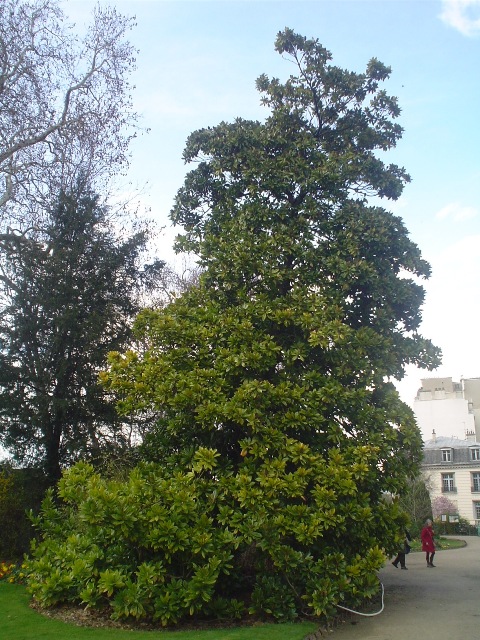 Magnolia grandiflora MagnoliagrandifloraParis.JPG