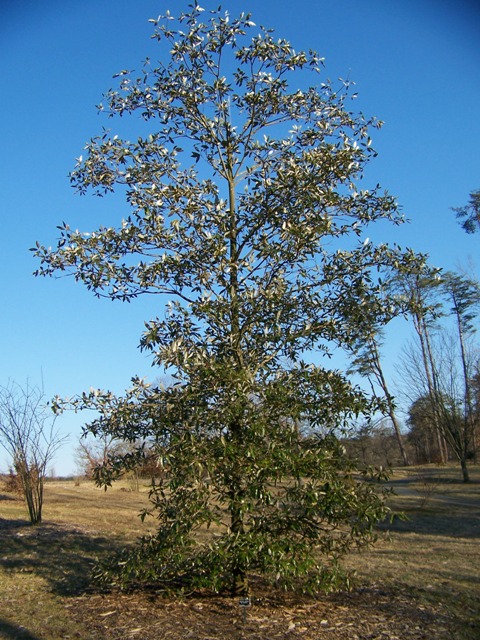 Magnolia virginiana var. australis Magvirginianavaraustralis.JPG