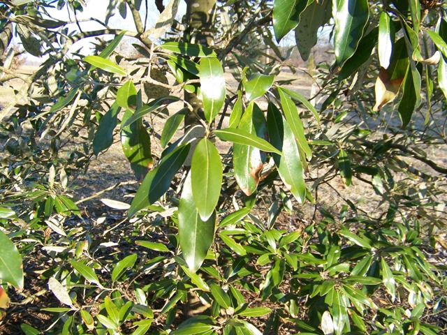 Magnolia virginiana var. australis Magvirginianavaraustralisfoliage.JPG
