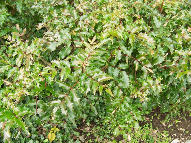 Picture of Mahonia aquifolium 'Compactum' Dwarf Oregon Grapeholly