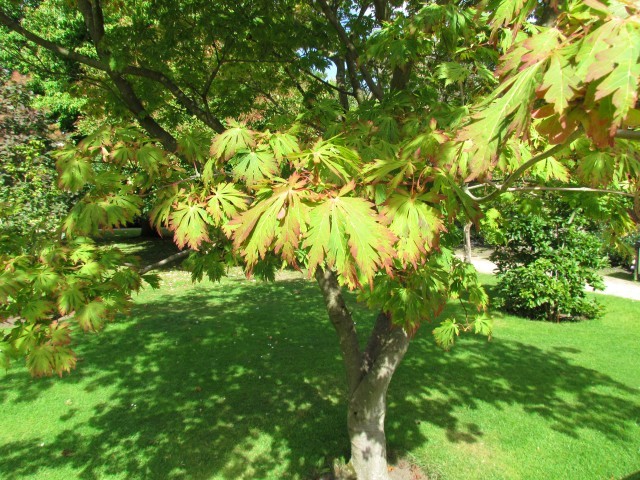 Acer japonicum ManAcerJaponicumAconitifolium.JPG