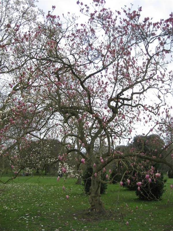 Magnolia x soulangeana Mangolia_x_soulangeana_full_tree_Kew_Gardens.JPG