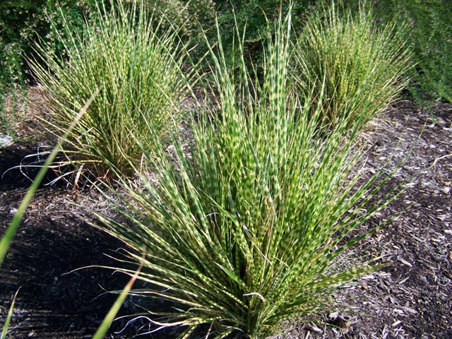Picture of Miscanthus sinensis 'Gold Bar' Gold Bar Maiden Grass