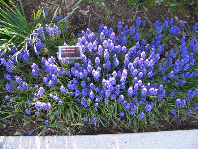 Picture of Muscari armeniacum  Grape Hyacinth