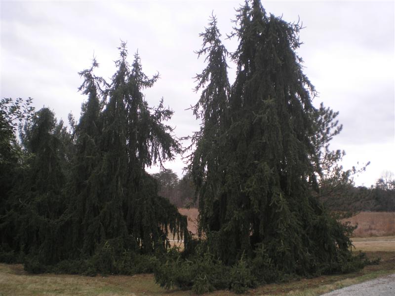 Picture of Picea abies 'Pendula' Weeping Norway Spruce