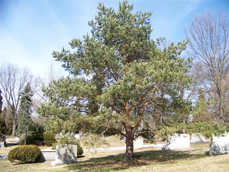 Pinus sylvestris P_sylvestris_sg1(Medium).jpg
