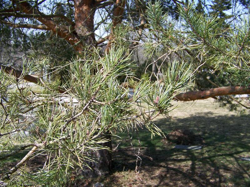 Picture of Pinus sylvestris  Scots Pine